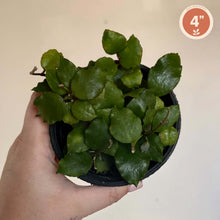 Charger l'image dans la galerie, Plante Hoya Endauensis en pot de 4 pouces, feuilles vertes épaisses
