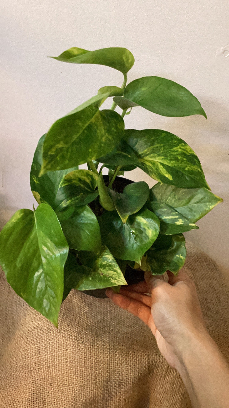 Pothos hawaiian