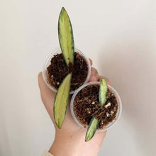 Load image into Gallery viewer, Hoya sigillatis panaché, deux jeunes plants à feuilles allongées dans des pots de 2,5 pouces
