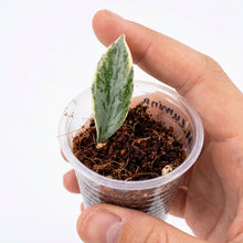 Load image into Gallery viewer, Bouture de Hoya Lacunosa Lumina à une feuille panachée, dans un godet transparent
