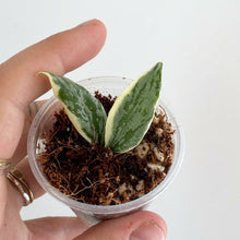 Load image into Gallery viewer, Bouture de Hoya Lacunosa Lumina à deux feuilles panachées, dans un godet transparent

