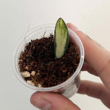 Load image into Gallery viewer, Hoya sigillatis panaché en jeune plant, feuille allongée vert et crème dans un pot de 2,5 pouces
