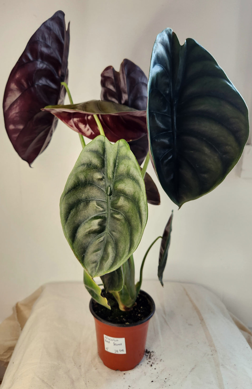 Alocasia red secret