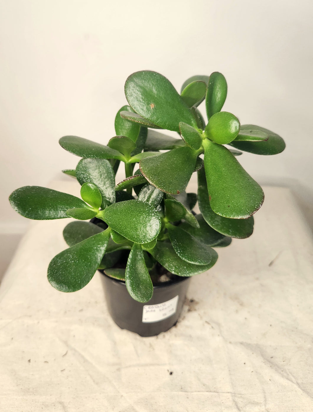 Crassula jade