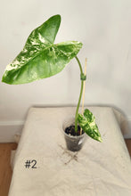 Charger l&#39;image dans la galerie, Alocasia macrorrhiza variegata
