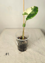 Charger l&#39;image dans la galerie, Alocasia macrorrhiza variegata
