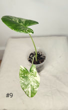 Charger l&#39;image dans la galerie, Alocasia macrorrhiza variegata
