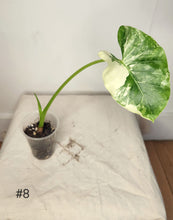 Charger l&#39;image dans la galerie, Alocasia macrorrhiza variegata
