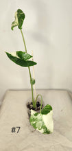 Charger l&#39;image dans la galerie, Alocasia macrorrhiza variegata
