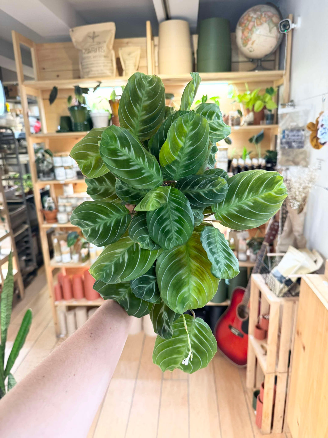Maranta cat moustache⭐️