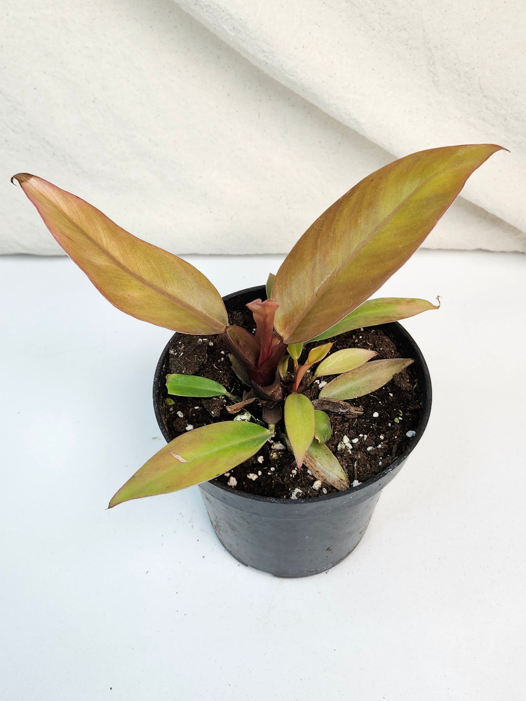 Philodendron prince of orange