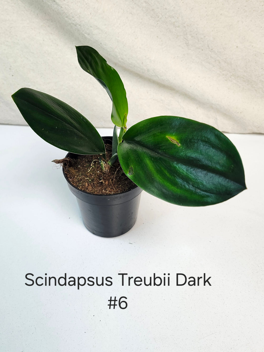 Scindapsus Treubii Dark Form #6