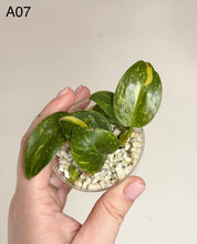 Charger l'image dans la galerie, Philodendron vert panaché jaune dans petit pot avec billes blanches, tenu en main
