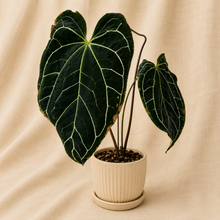 Charger l'image dans la galerie, Anthurium en pot, feuilles vert foncé en cœur à nervures claires

