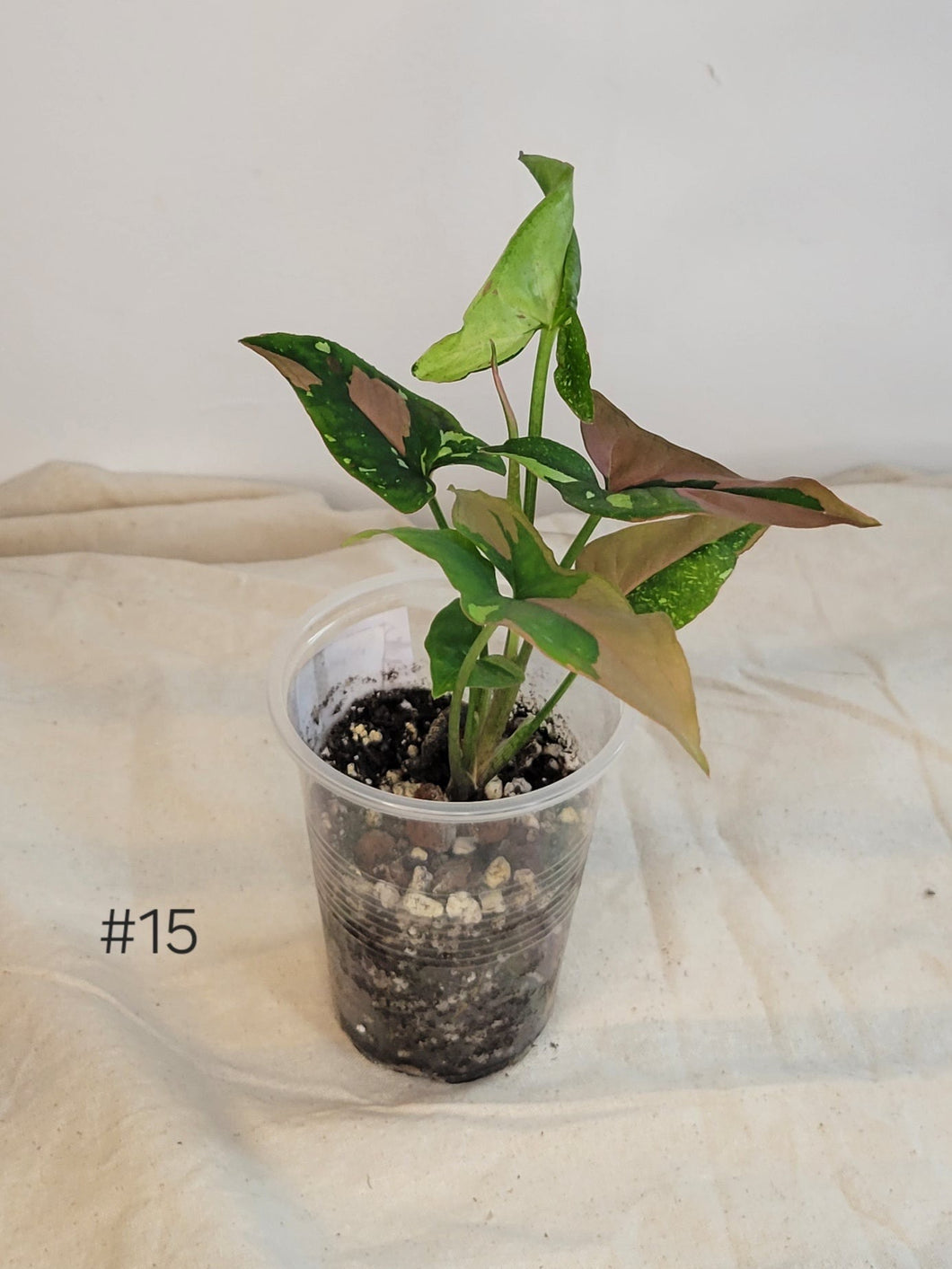 Syngonium tricolore #15