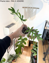 Load image into Gallery viewer, Bulbille Alocasia Brancifolia Albo
