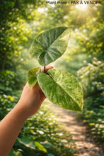 Load image into Gallery viewer, Bulbille Alocasia Serenpidity Gold
