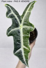 Load image into Gallery viewer, Bulbille Alocasia Sanderiana Aurea
