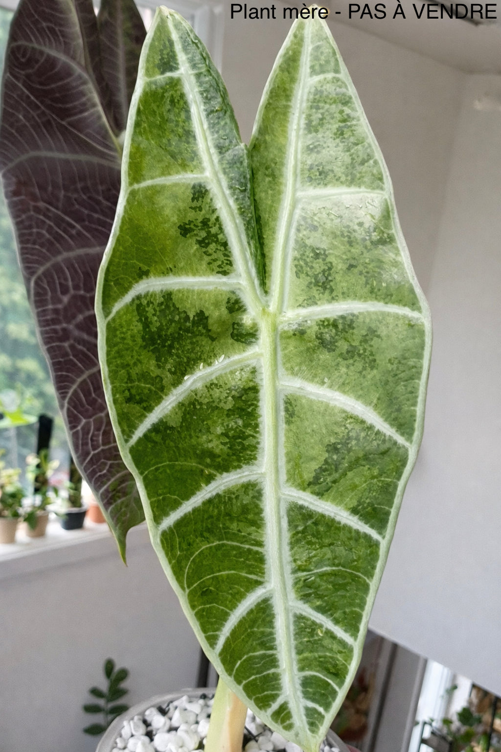 Alocasia Watsoniana Variegata Bulbil – ZARITS