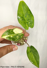 Load image into Gallery viewer, Bulbille Alocasia Flemingiana Albo
