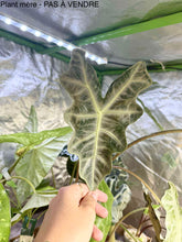 Load image into Gallery viewer, Bulbille Alocasia Nobilis Silver
