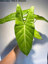 Load image into Gallery viewer, Bulbille Alocasia Longiloba Gold
