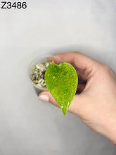 Load image into Gallery viewer, Feuille d’alocasia vert vif en forme de cœur, tenue dans la main

