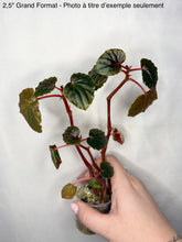 Charger l'image dans la galerie, Begonia Cucullata
