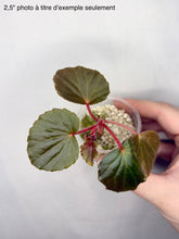 Charger l'image dans la galerie, Begonia Cucullata
