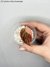 Load image into Gallery viewer, Pink Micans Philodendron
