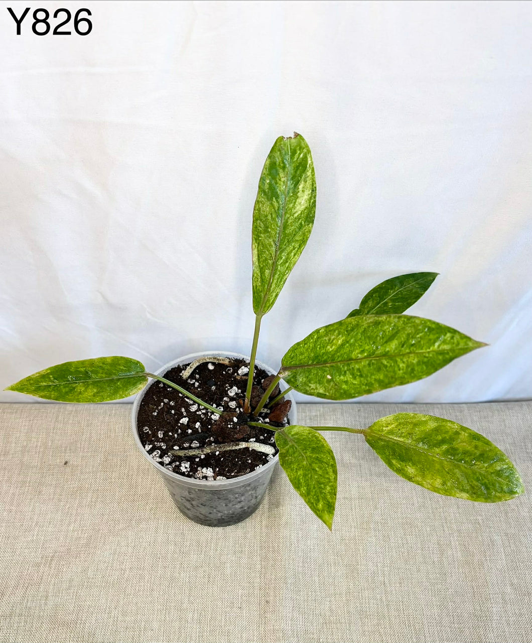 anthurium tricolor Anthurium Renaissance Tricolor #Y826 – ZARITS