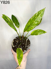 Load image into Gallery viewer, Anthurium Renaissance Tricolor #Y826
