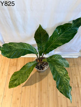 Load image into Gallery viewer, Anthurium Renaissance Tricolor #Y825
