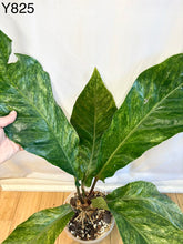 Load image into Gallery viewer, Anthurium Renaissance Tricolor #Y825
