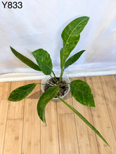 Load image into Gallery viewer, Anthurium Renaissance Tricolor #Y833
