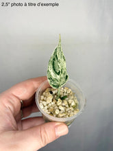 Load image into Gallery viewer, Scindapsus Pearls
