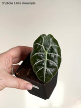 Load image into Gallery viewer, Alocasia Watsoniana en pot noir, feuille vert foncé nervurée
