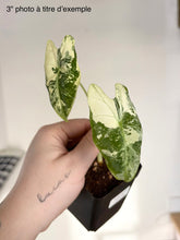 Charger l'image dans la galerie, Alocasia Frydek Variegata en pot, feuilles vertes panachées crème tenues en main

