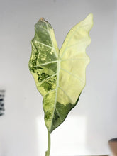 Charger l'image dans la galerie, Alocasia Frydek Variegata, feuilles vertes panachées crème, forme ovale
