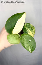 Load image into Gallery viewer, Scindapsus Jade Satin Variegata
