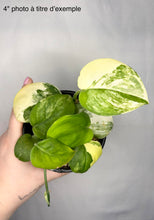 Load image into Gallery viewer, Scindapsus Jade Satin Variegata
