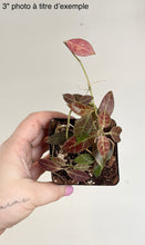 Load image into Gallery viewer, Hoya Rebecca⭐️
