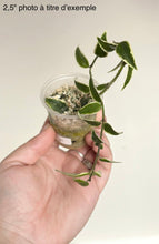 Charger l'image dans la galerie, Hoya Bella Albomarginata ⭐️
