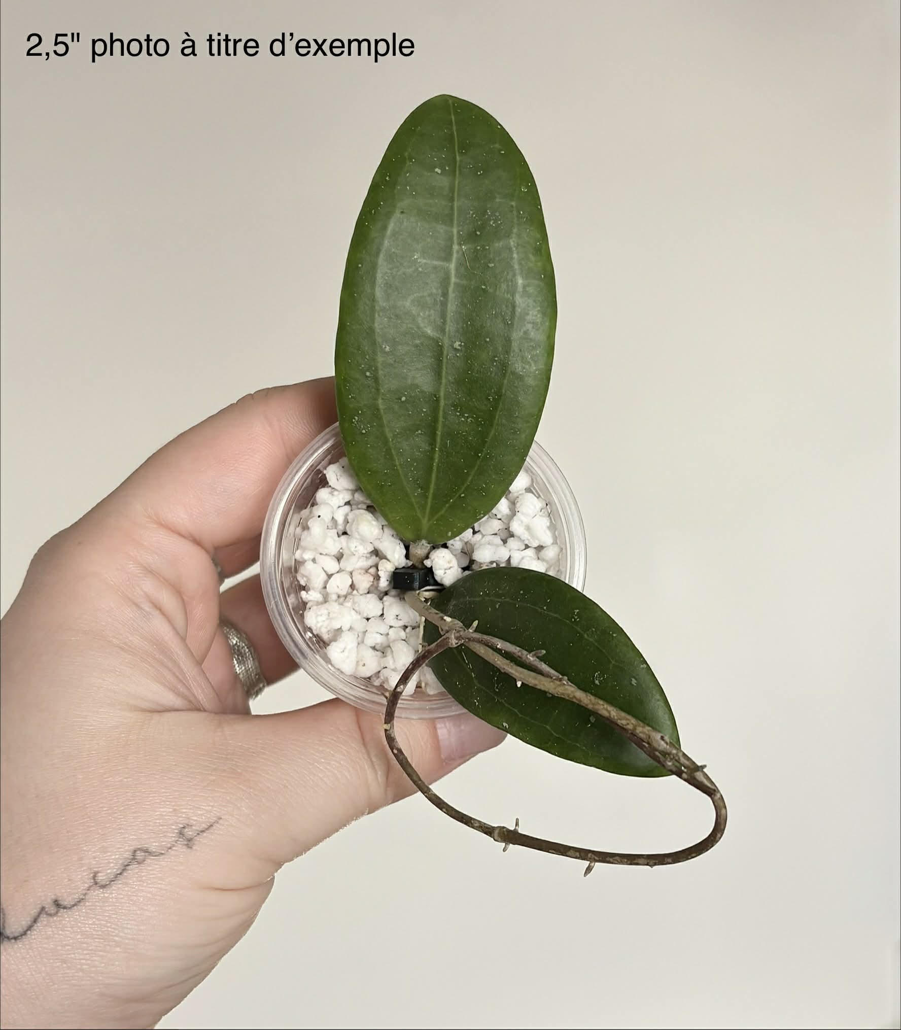 Load image into Gallery viewer, Hoya Bhutanica en pot, feuilles vertes et tiges fines
