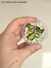 Charger l'image dans la galerie, Hoya Kanyakumariana Variegata ⭐️
