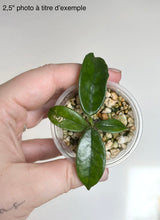 Charger l'image dans la galerie, Hoya Globulosa ⭐️
