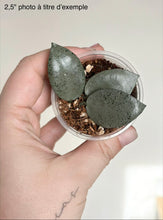 Load image into Gallery viewer, Hoya Lacunosa Silver Mint Coin ⭐️
