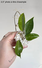 Charger l'image dans la galerie, Hoya Limoniaca ⭐️
