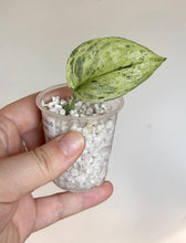 Load image into Gallery viewer, Scindapsus 'Peasun'
