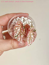 Charger l'image dans la galerie, Bégonia Snowcapped Variegata
